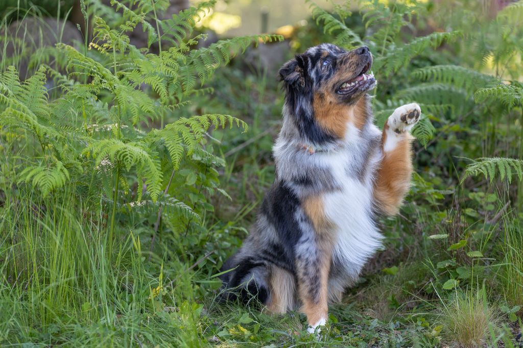 Top gun's finest rooster des Plaines De Perceneige