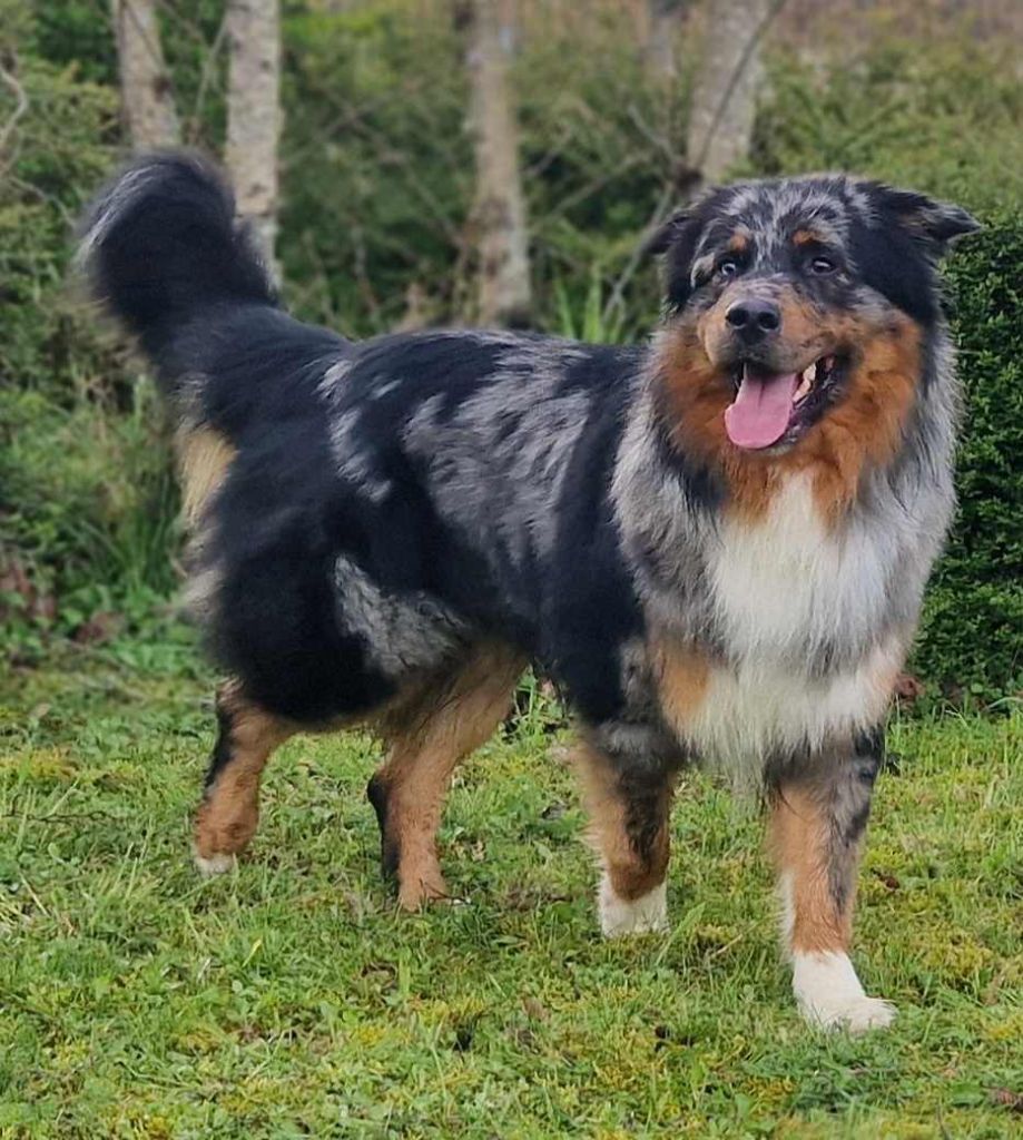 Top gun's finest rooster des Plaines De Perceneige