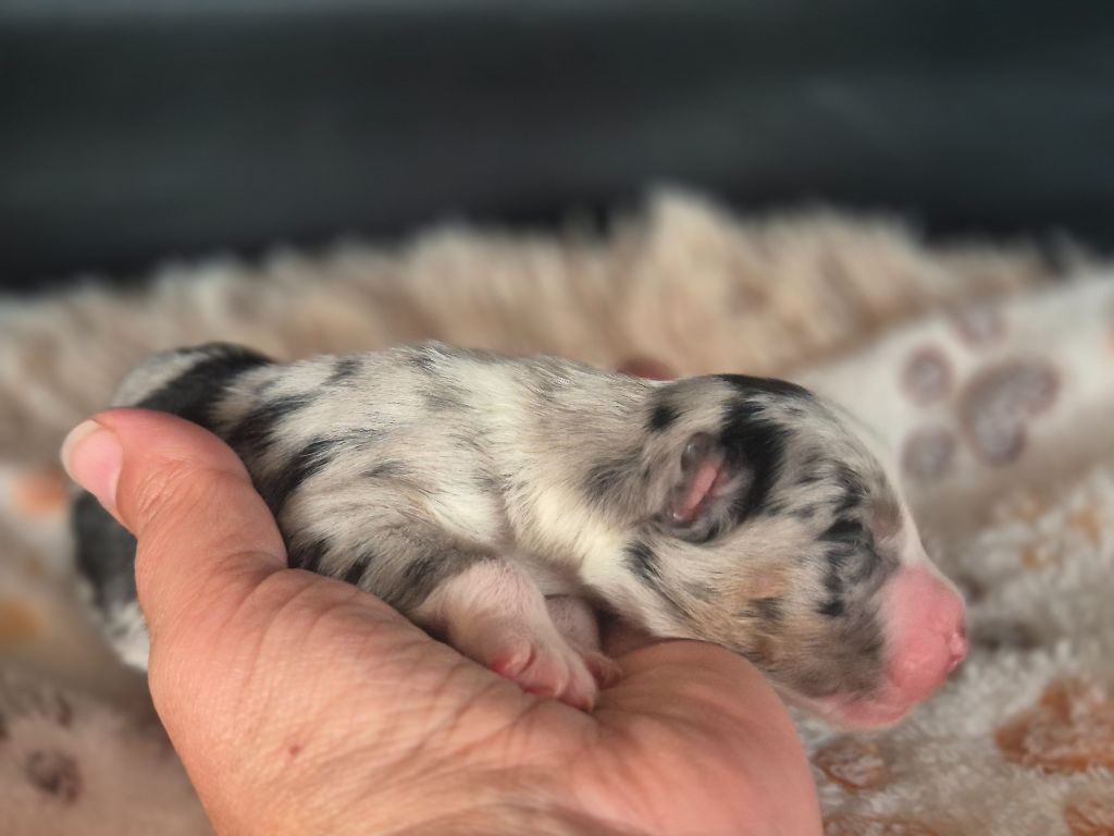 des Plaines De Perceneige - Chiots disponibles - Berger Australien
