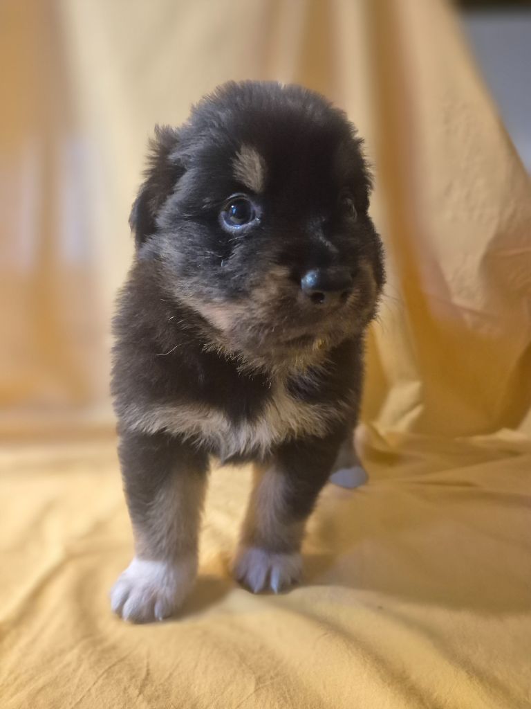 des Plaines De Perceneige - Chiots disponibles - Berger Australien