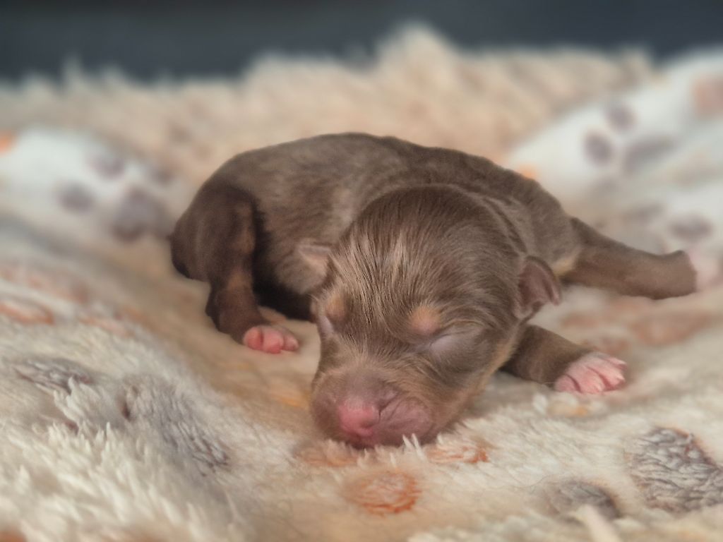 des Plaines De Perceneige - Chiots disponibles - Berger Australien