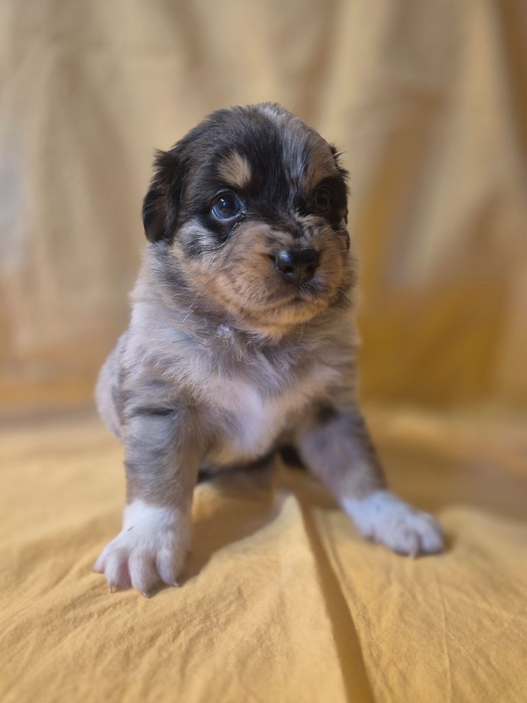 des Plaines De Perceneige - Chiots disponibles - Berger Australien