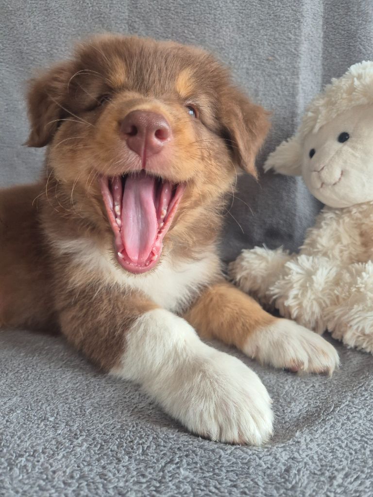 des Plaines De Perceneige - Chiots disponibles - Berger Australien