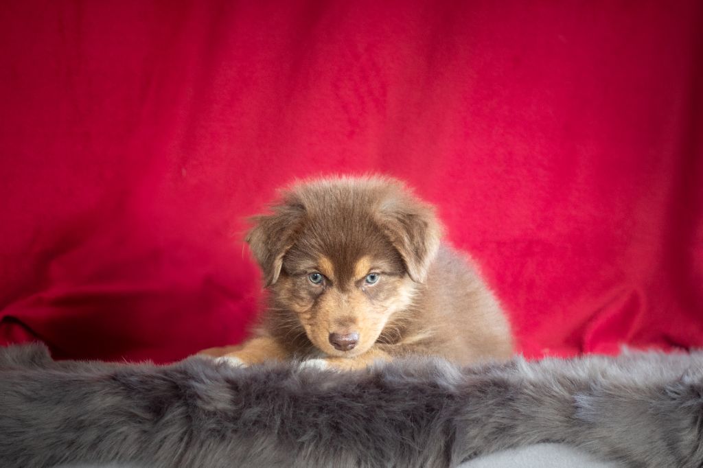 des Plaines De Perceneige - Chiots disponibles - Berger Australien