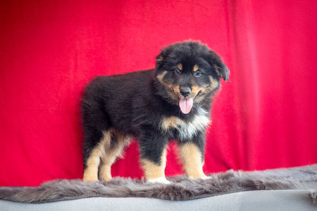 des Plaines De Perceneige - Chiots disponibles - Berger Australien