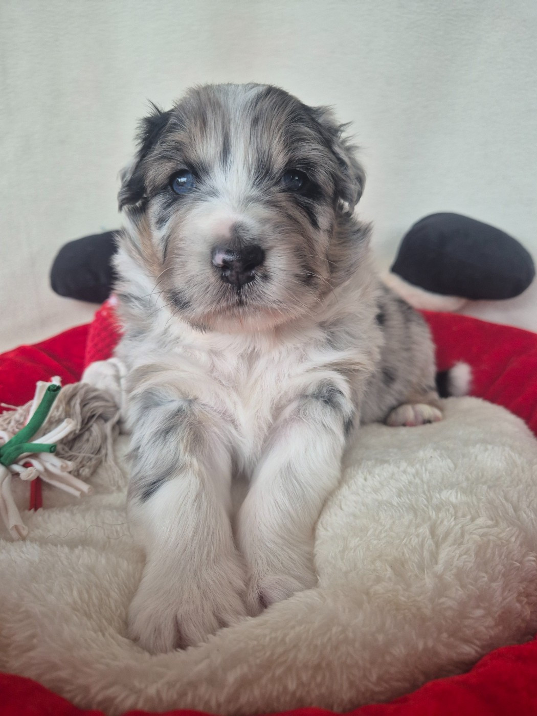 des Plaines De Perceneige - Chiots disponibles - Berger Australien