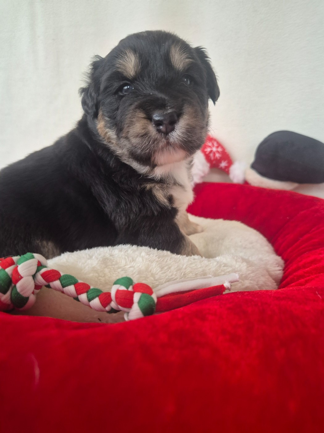 des Plaines De Perceneige - Chiots disponibles - Berger Australien