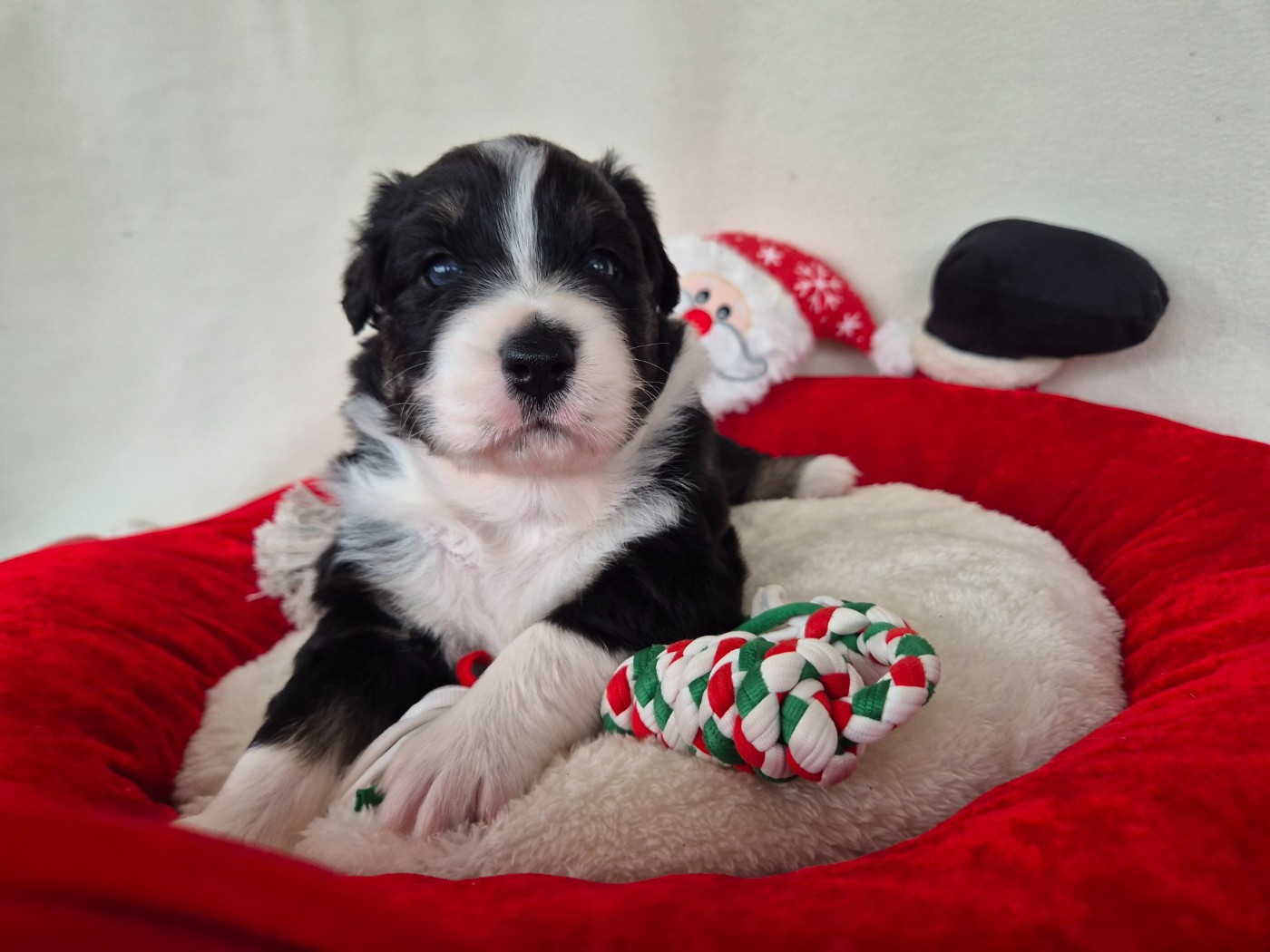 des Plaines De Perceneige - Chiots disponibles - Berger Australien