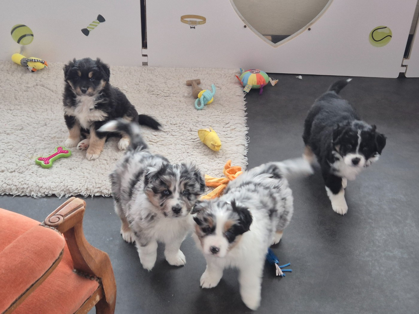 Chiot Berger Australien des Plaines De Perceneige