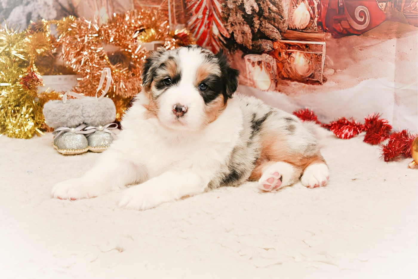 des Plaines De Perceneige - Chiots disponibles - Berger Australien