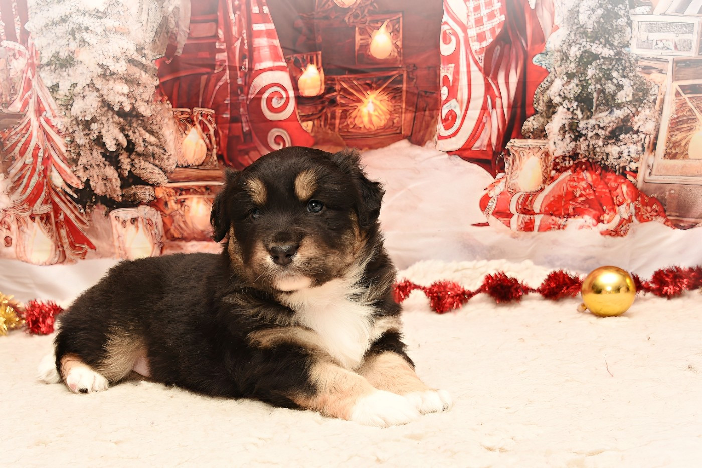 des Plaines De Perceneige - Chiots disponibles - Berger Australien