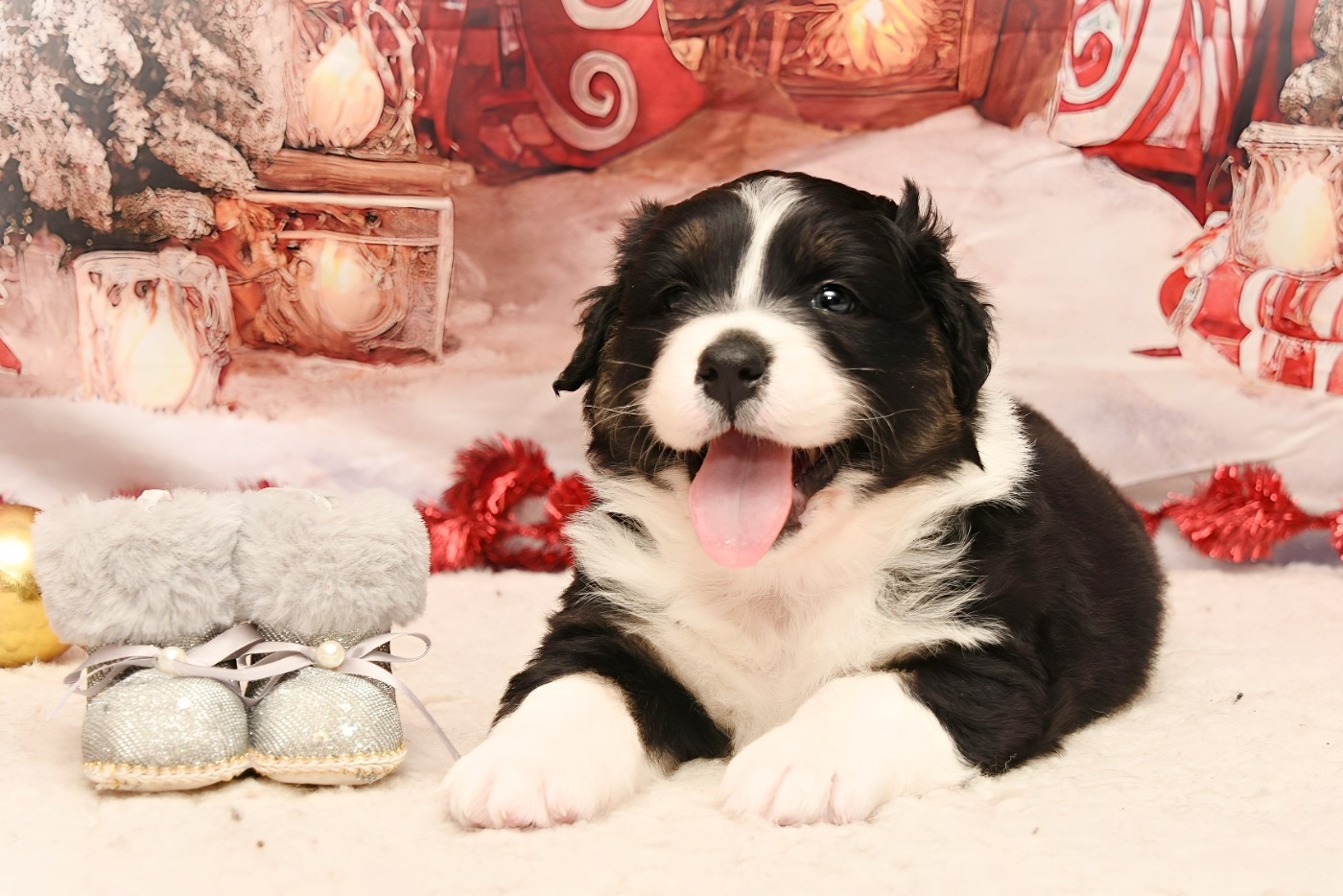 des Plaines De Perceneige - Chiots disponibles - Berger Australien