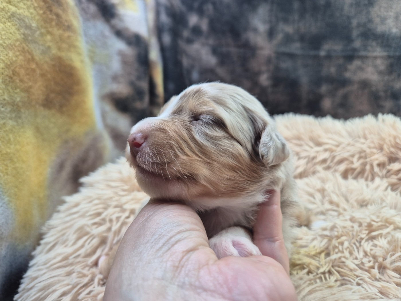 des Plaines De Perceneige - Chiots disponibles - Berger Australien