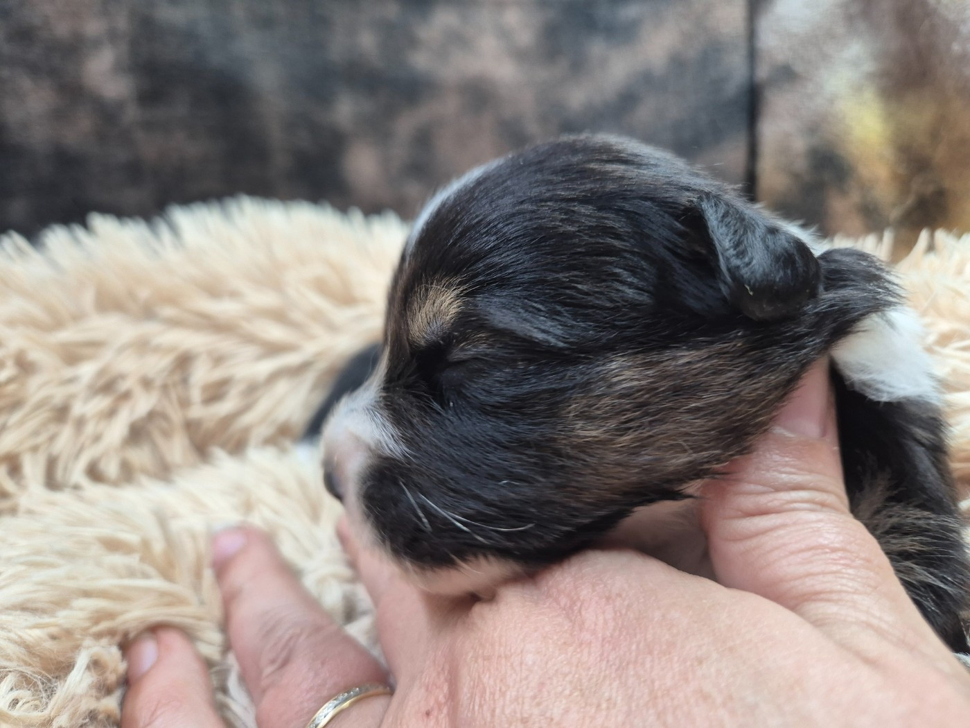 des Plaines De Perceneige - Chiots disponibles - Berger Australien