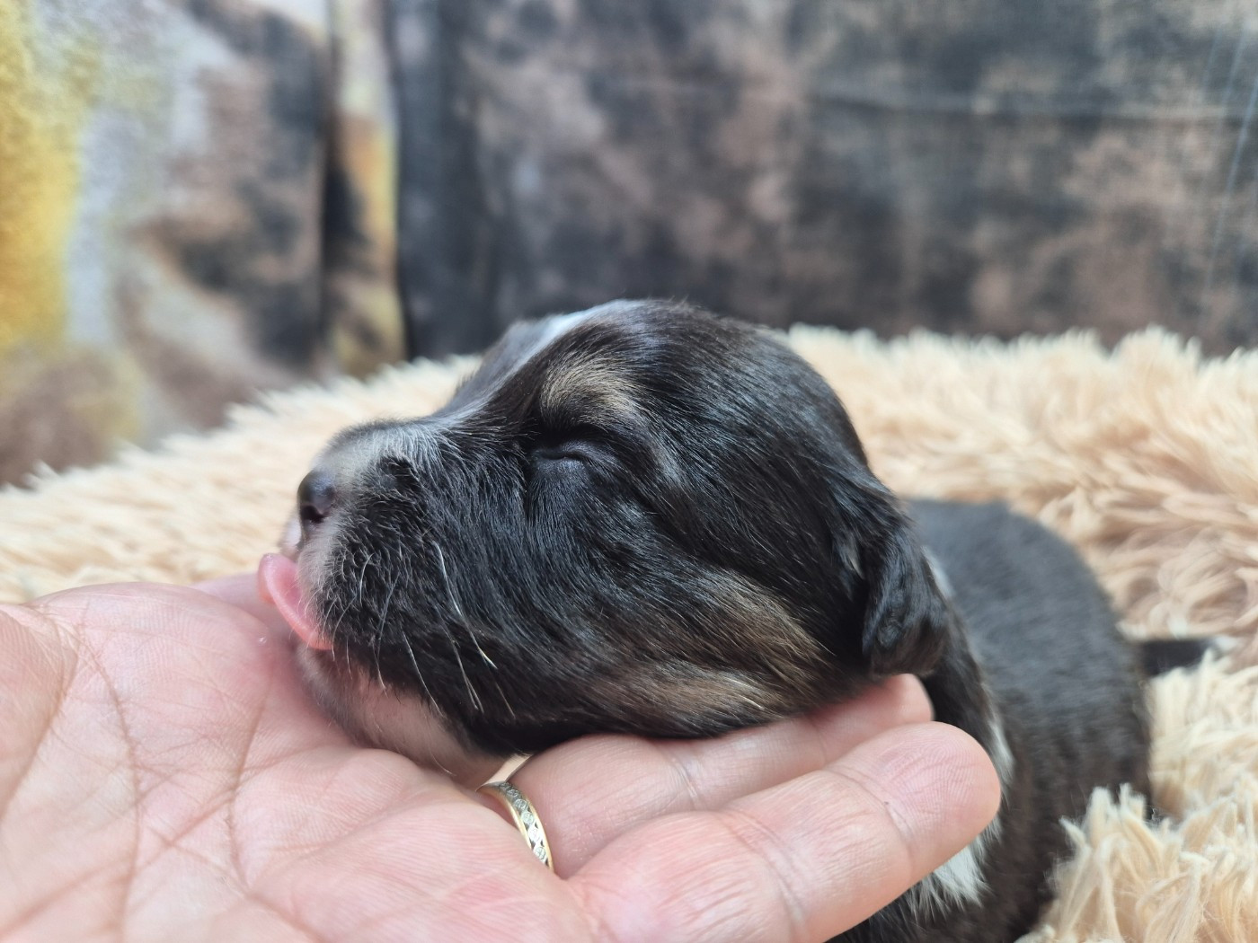 des Plaines De Perceneige - Chiots disponibles - Berger Australien