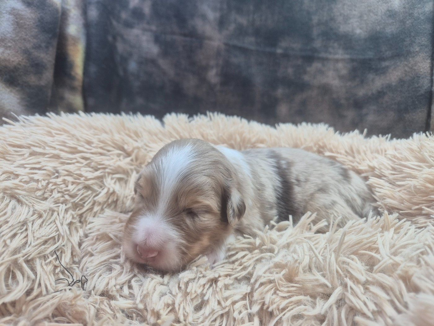 des Plaines De Perceneige - Chiots disponibles - Berger Australien