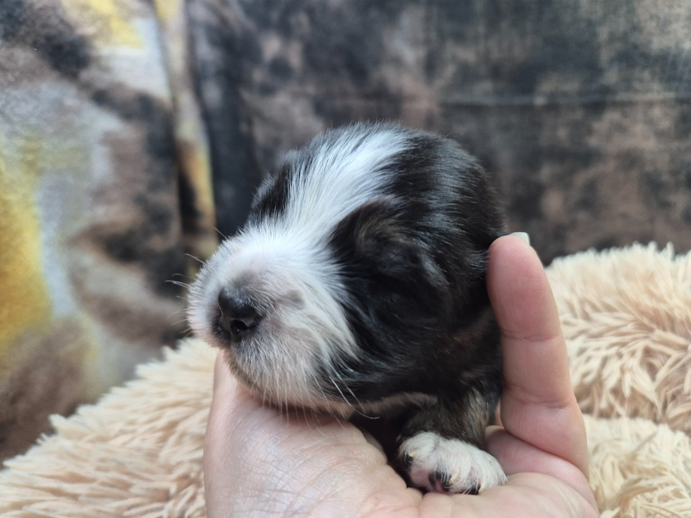 des Plaines De Perceneige - Chiots disponibles - Berger Australien