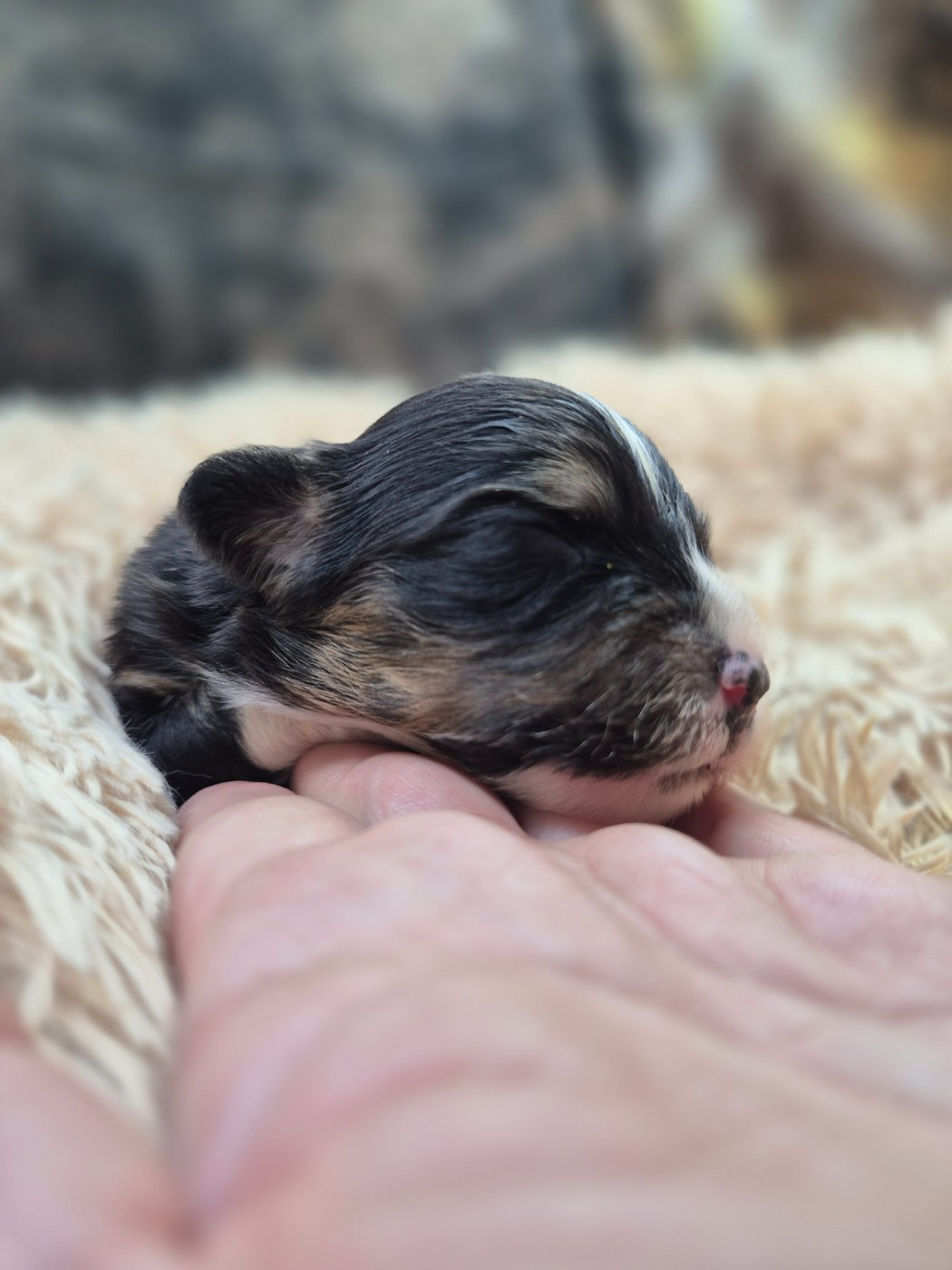 des Plaines De Perceneige - Chiots disponibles - Berger Australien