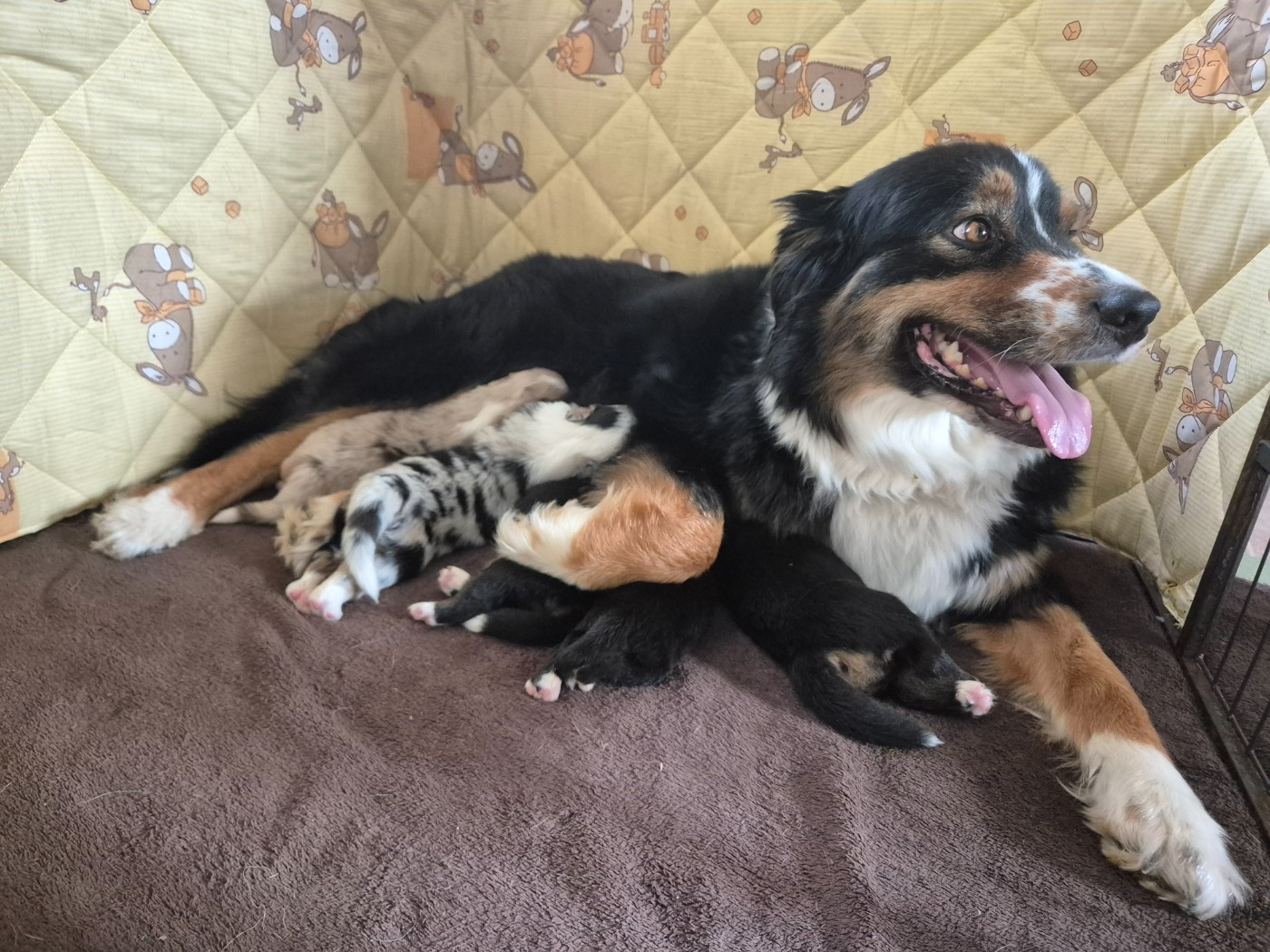 Chiot Berger Australien des Plaines De Perceneige