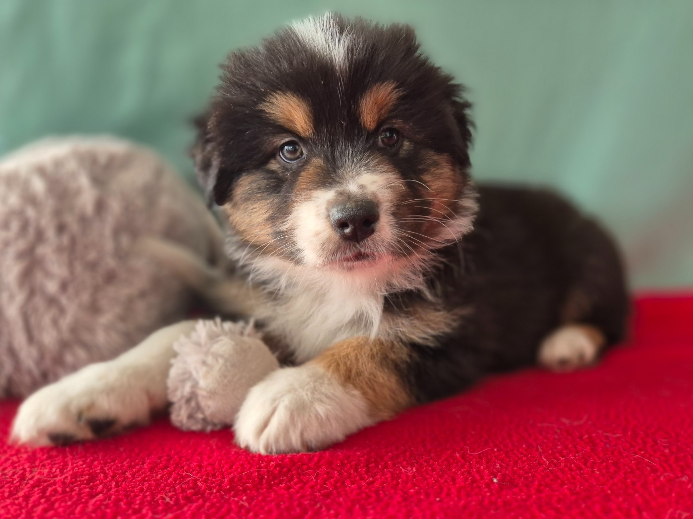 des Plaines De Perceneige - Chiots disponibles - Berger Australien