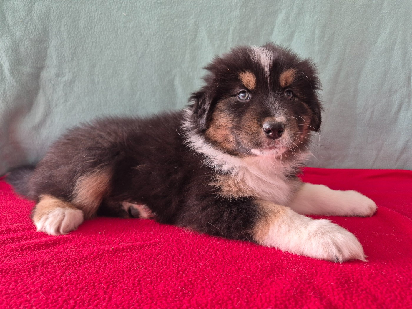 des Plaines De Perceneige - Chiots disponibles - Berger Australien