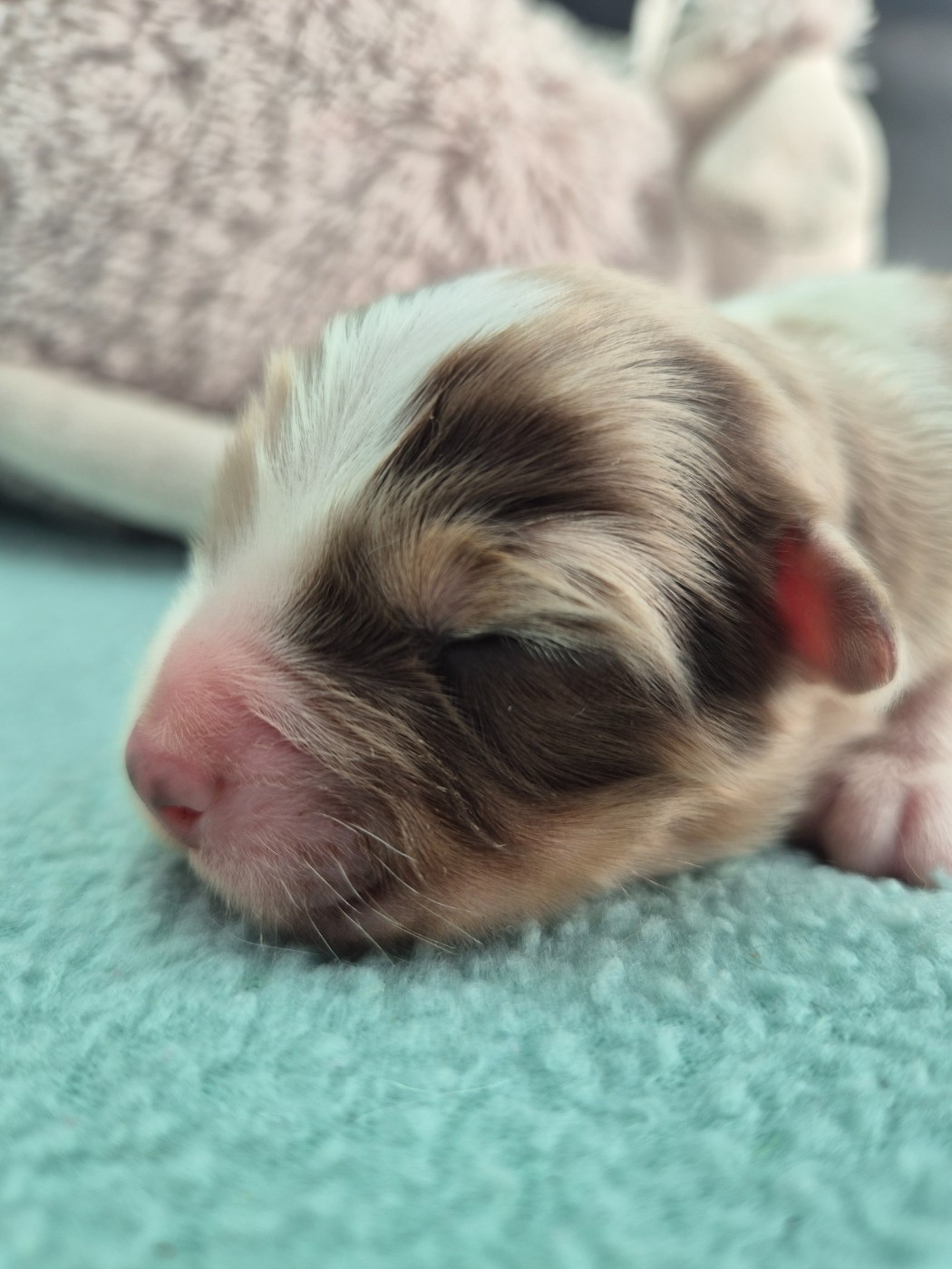 des Plaines De Perceneige - Chiots disponibles - Berger Australien
