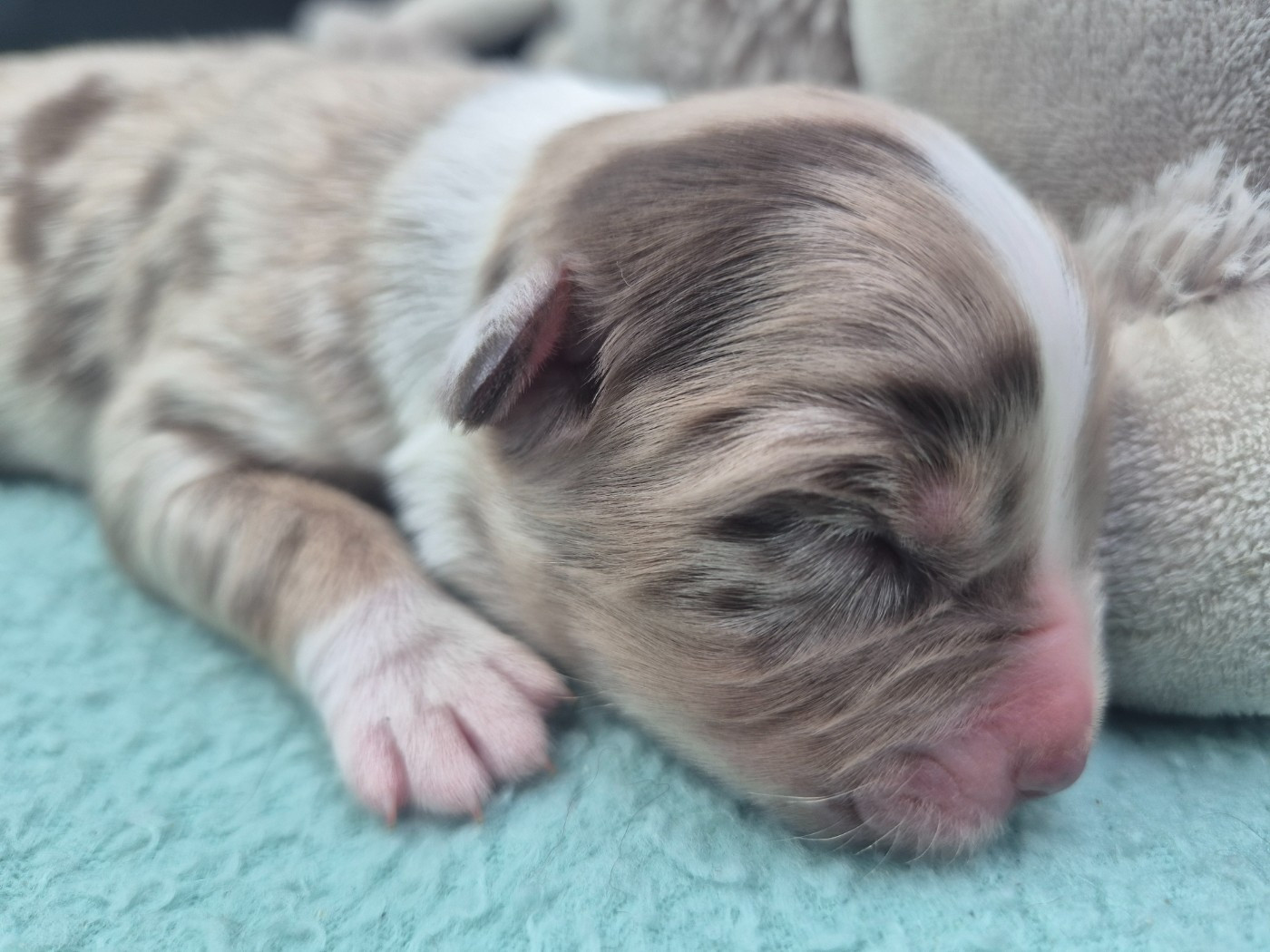 des Plaines De Perceneige - Chiots disponibles - Berger Australien