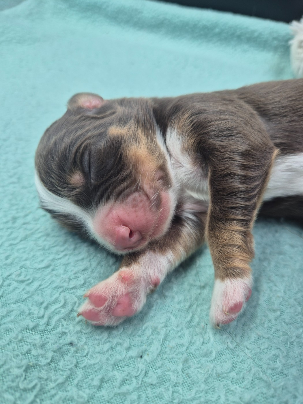 des Plaines De Perceneige - Chiots disponibles - Berger Australien