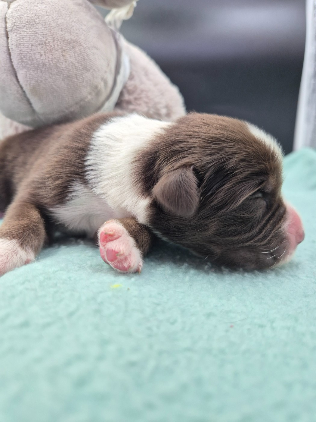 des Plaines De Perceneige - Chiots disponibles - Berger Australien
