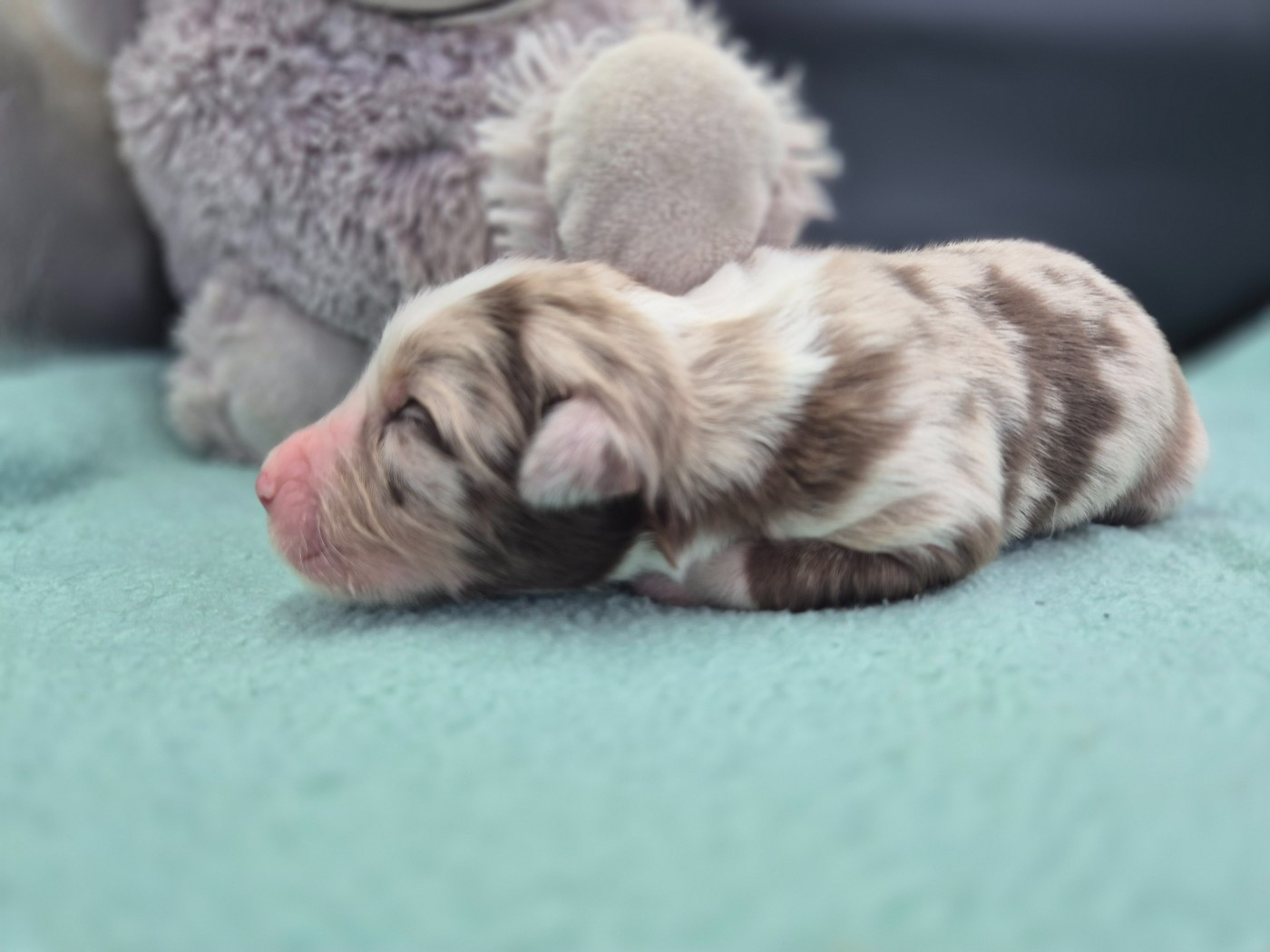 des Plaines De Perceneige - Chiots disponibles - Berger Australien