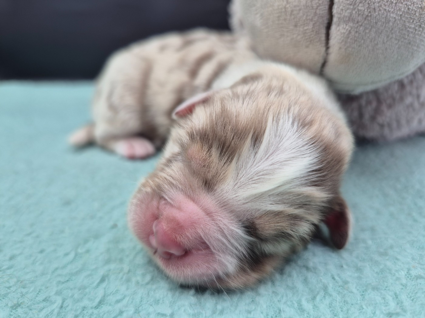 des Plaines De Perceneige - Chiots disponibles - Berger Australien