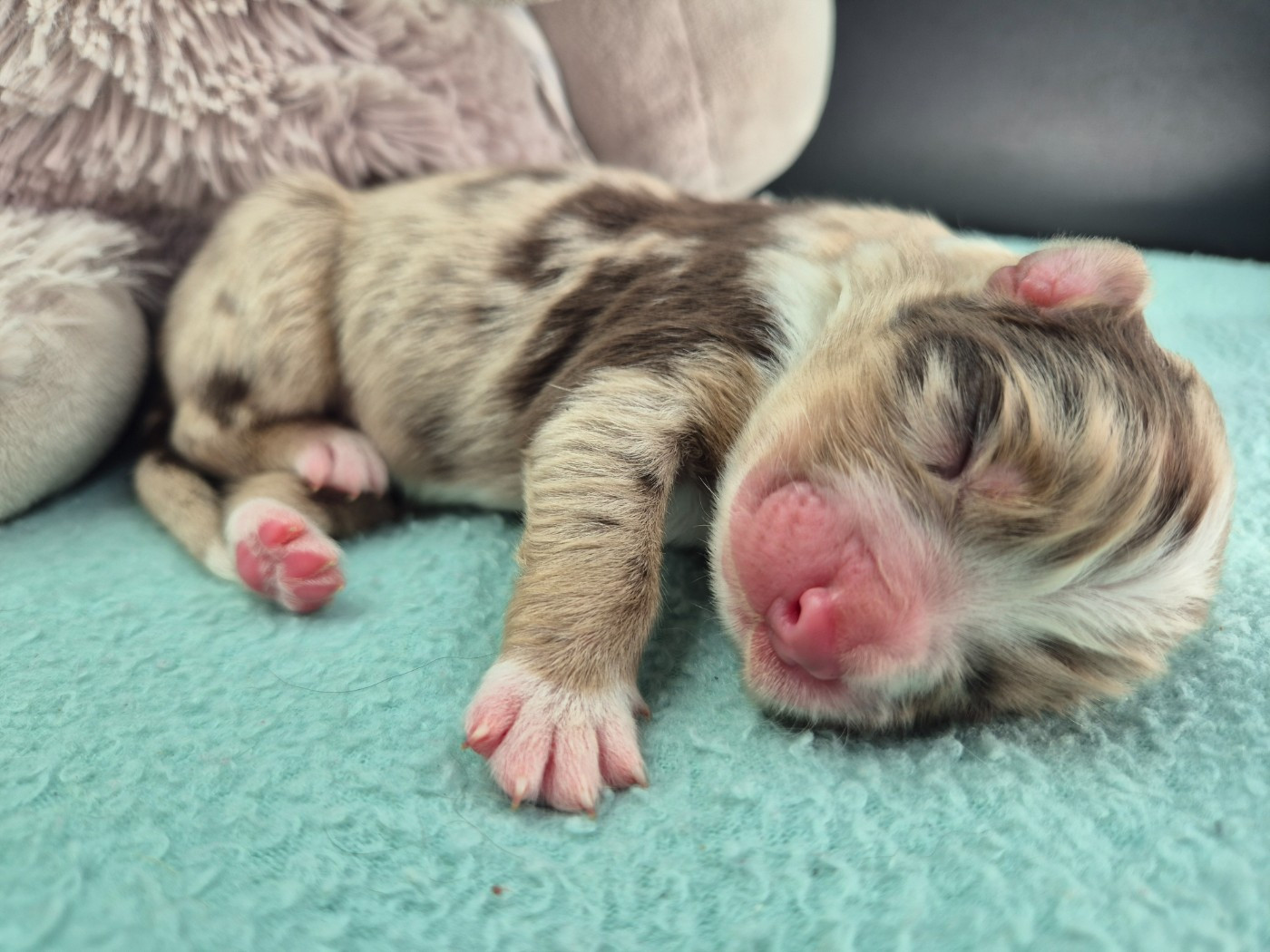 des Plaines De Perceneige - Chiots disponibles - Berger Australien