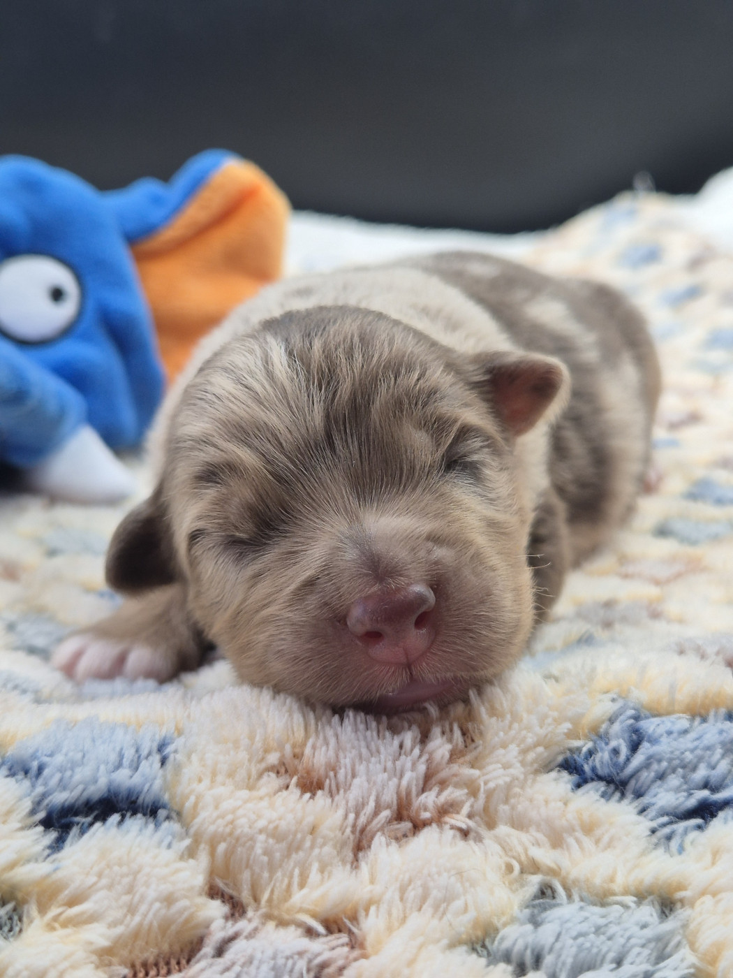 Chiot Berger Australien des Plaines De Perceneige
