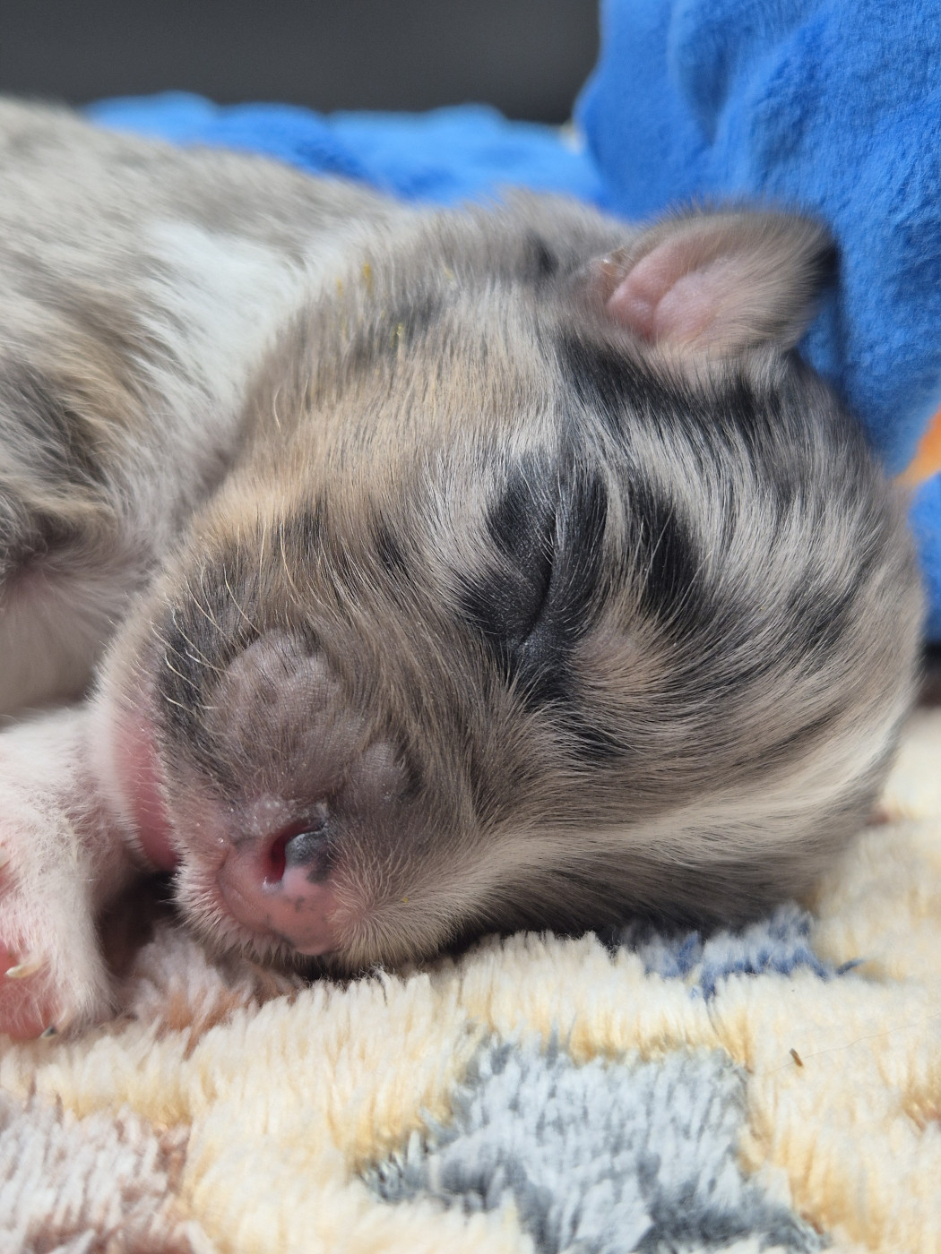 des Plaines De Perceneige - Chiots disponibles - Berger Australien