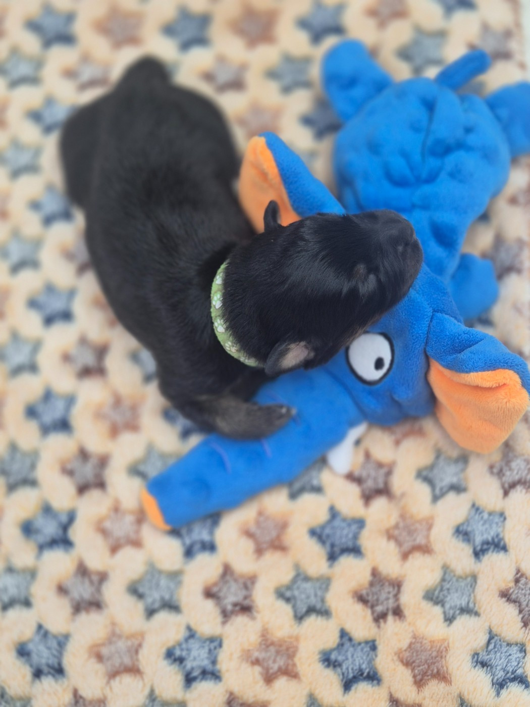 des Plaines De Perceneige - Chiots disponibles - Berger Australien