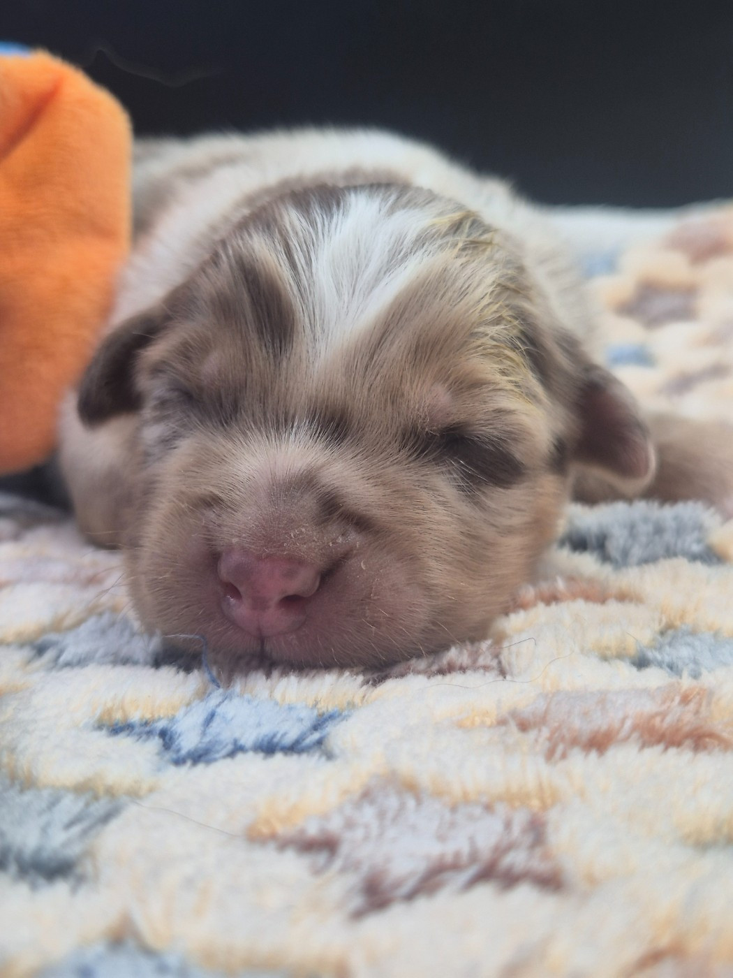 des Plaines De Perceneige - Chiots disponibles - Berger Australien