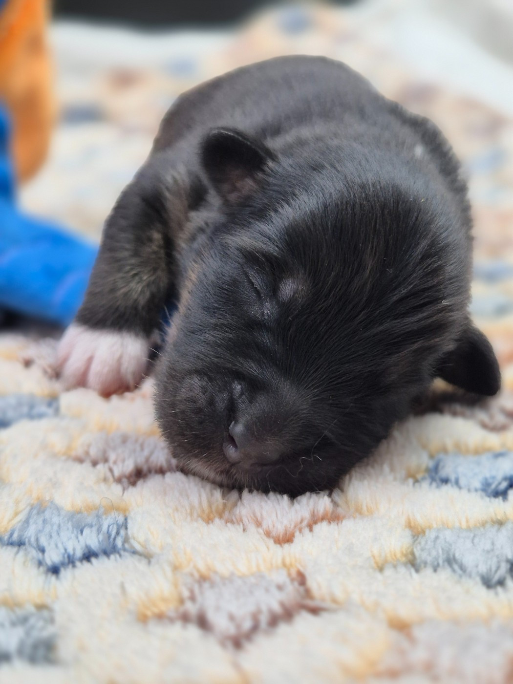 des Plaines De Perceneige - Chiots disponibles - Berger Australien