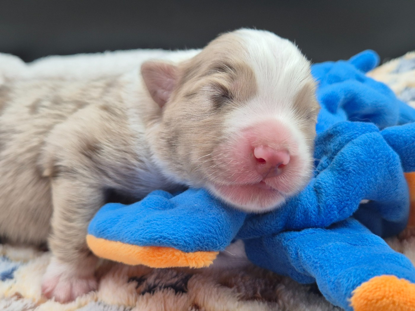 des Plaines De Perceneige - Chiots disponibles - Berger Australien