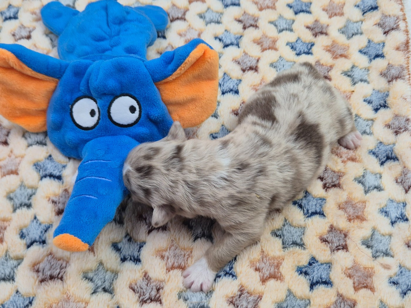 des Plaines De Perceneige - Chiots disponibles - Berger Australien