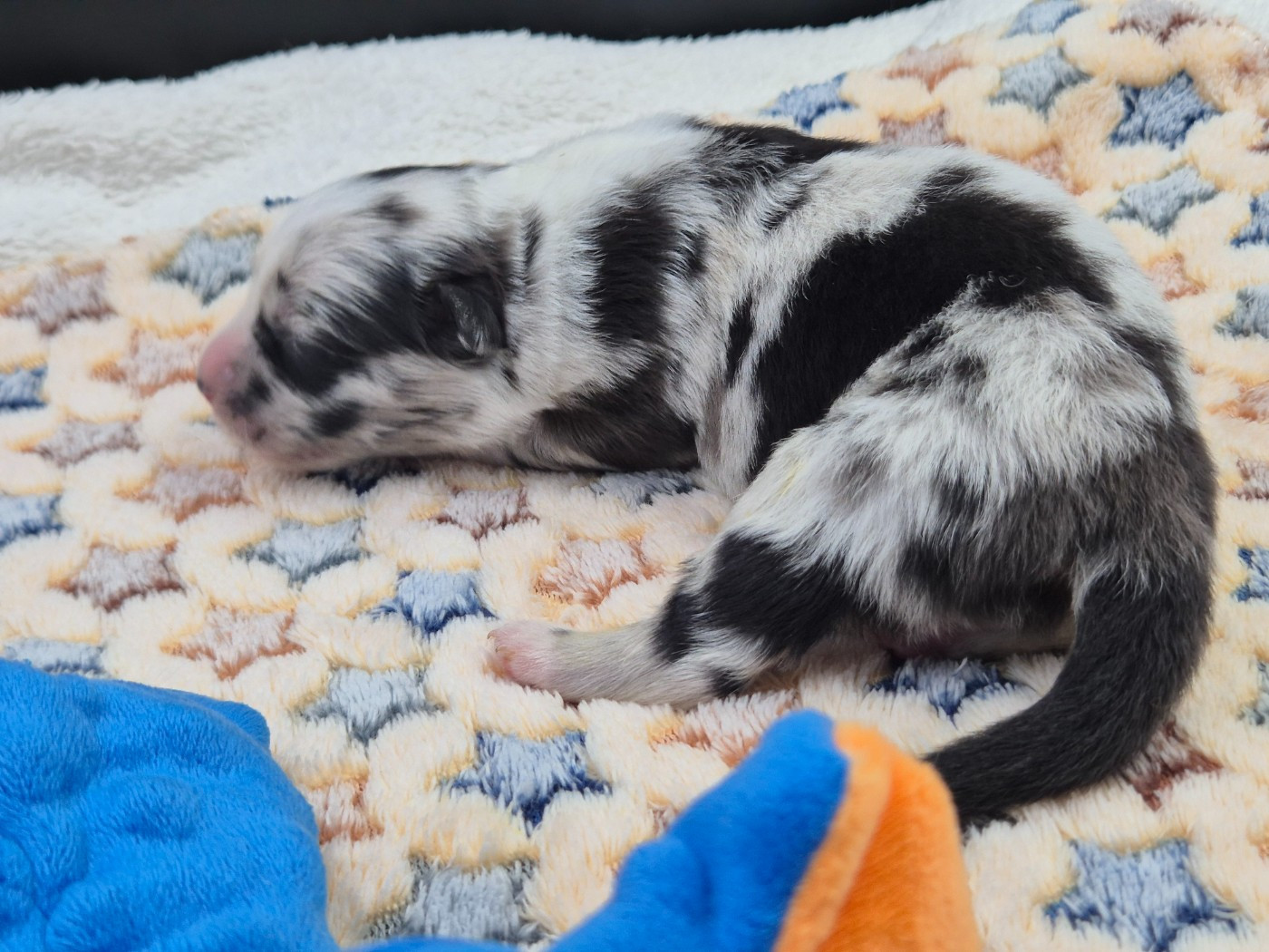 des Plaines De Perceneige - Chiots disponibles - Berger Australien