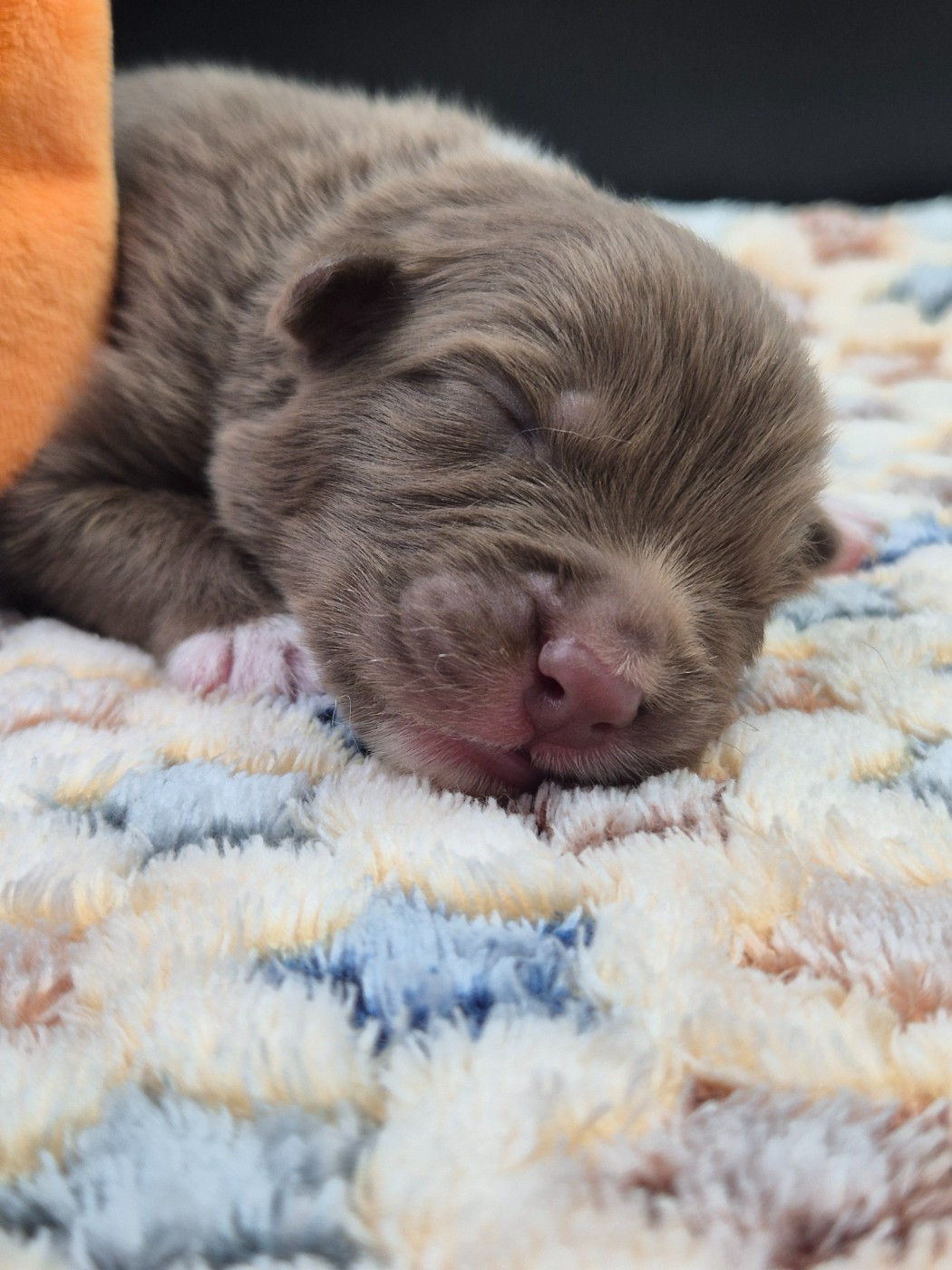des Plaines De Perceneige - Chiots disponibles - Berger Australien