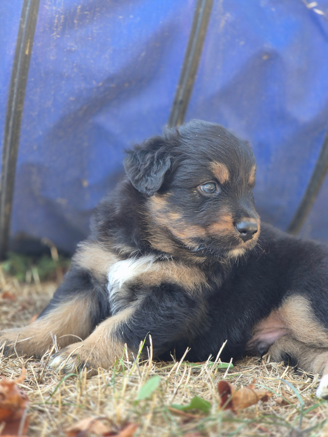 des Plaines De Perceneige - Chiots disponibles - Berger Australien
