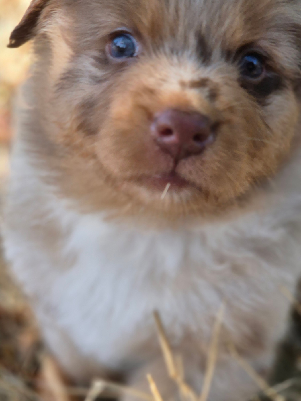 des Plaines De Perceneige - Chiots disponibles - Berger Australien