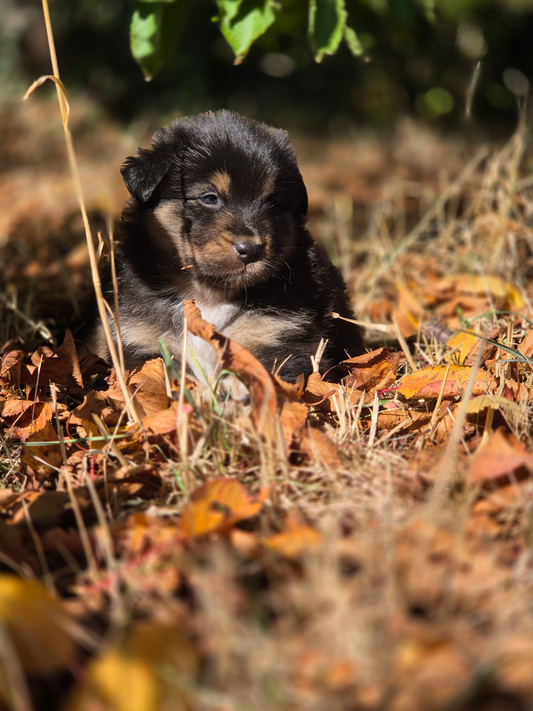 des Plaines De Perceneige - Chiots disponibles - Berger Australien