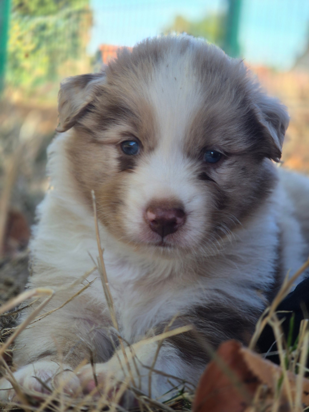 des Plaines De Perceneige - Chiots disponibles - Berger Australien
