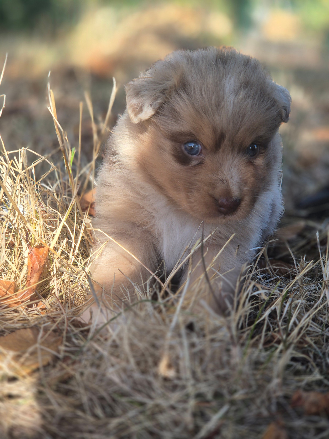 des Plaines De Perceneige - Chiots disponibles - Berger Australien