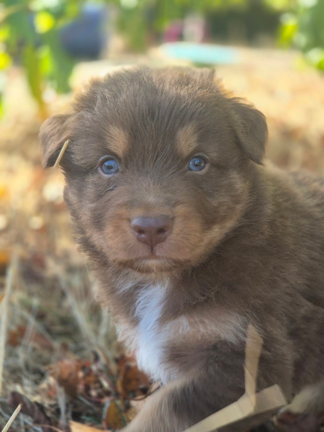 des Plaines De Perceneige - Chiots disponibles - Berger Australien