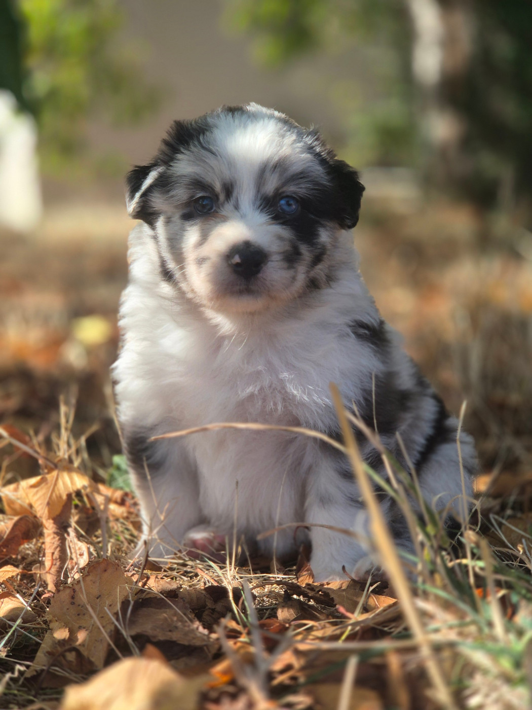 des Plaines De Perceneige - Chiots disponibles - Berger Australien