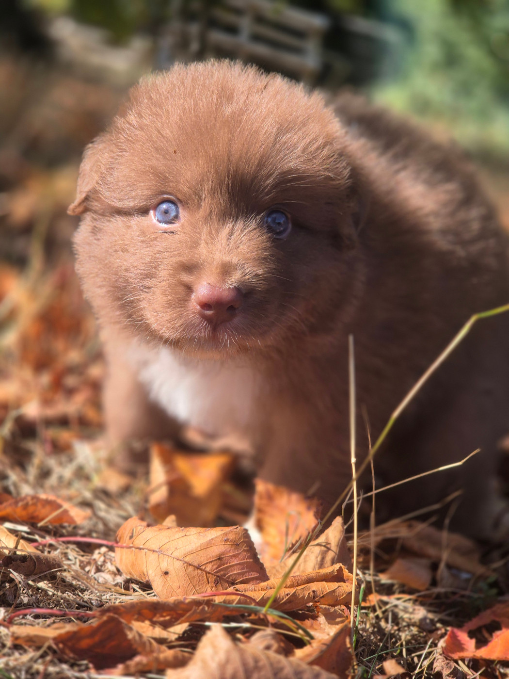 des Plaines De Perceneige - Chiots disponibles - Berger Australien
