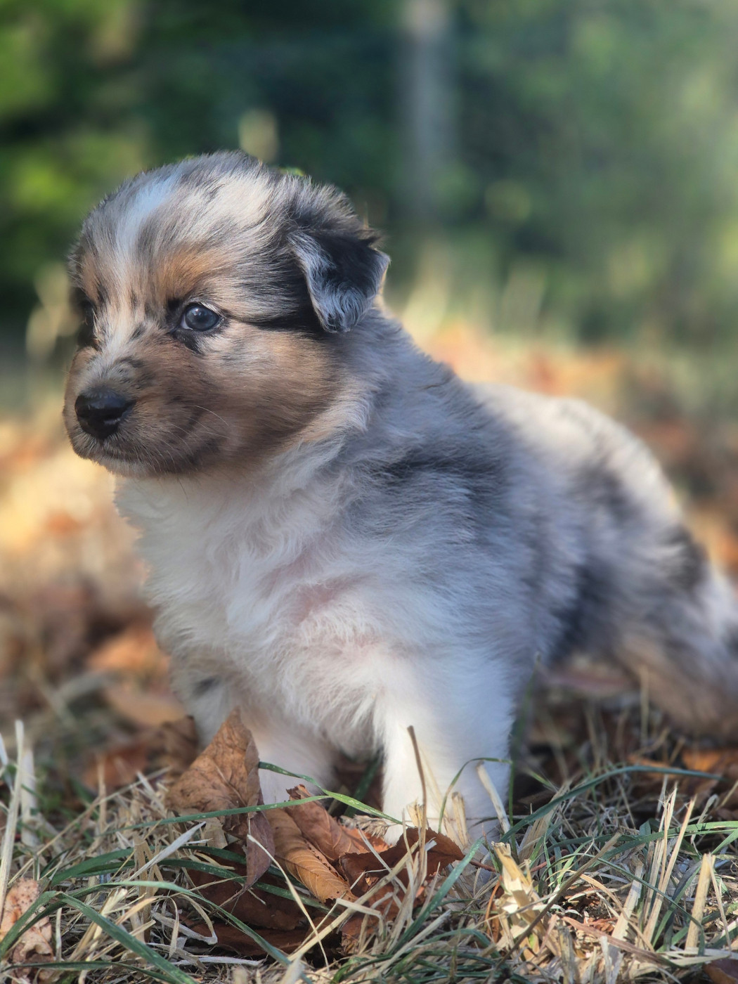 des Plaines De Perceneige - Chiots disponibles - Berger Australien